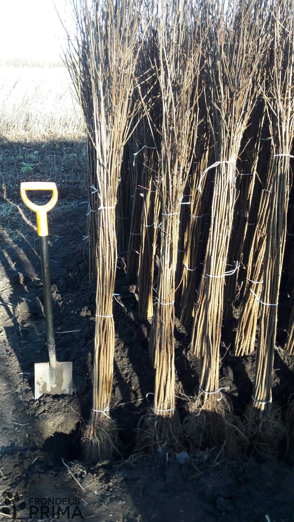 Gewöhnliche robinie sämlinge bündel 150-200 cm