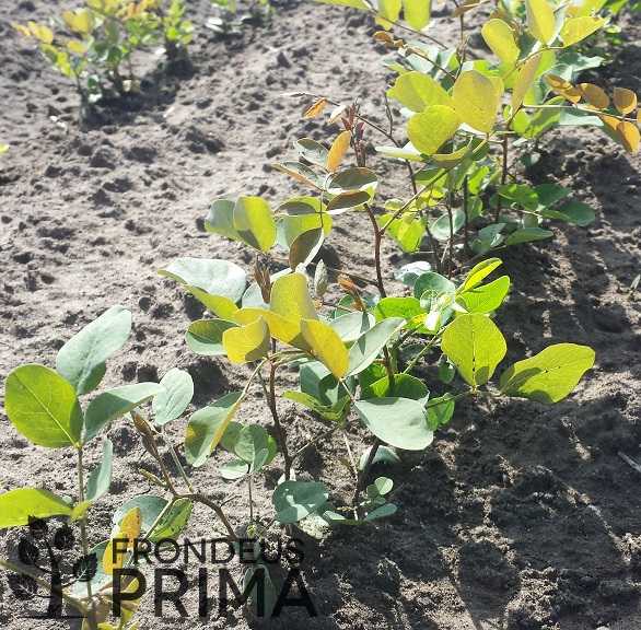 akác csemeték ágyásban 2017 nyarán