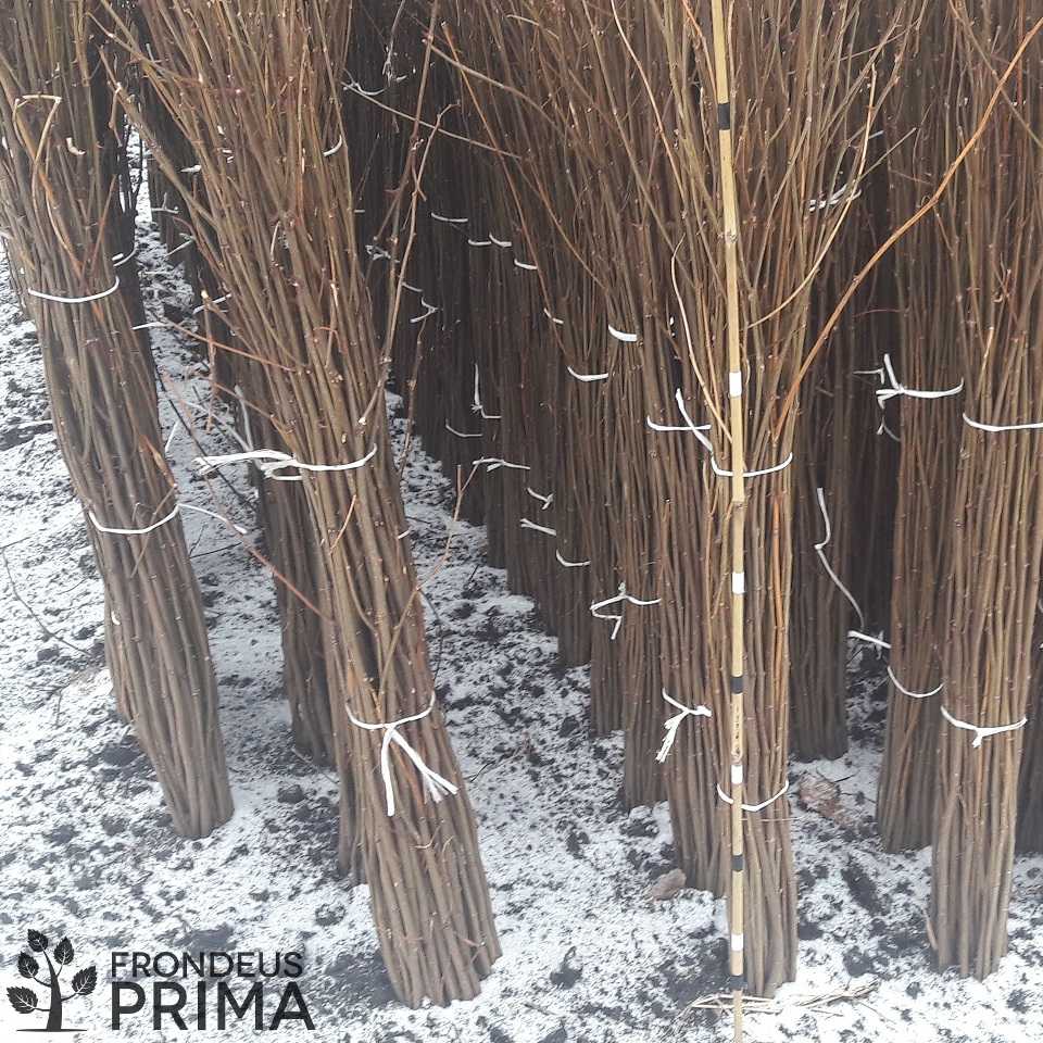 akác csemete kötegek 100-150 cm magasság között