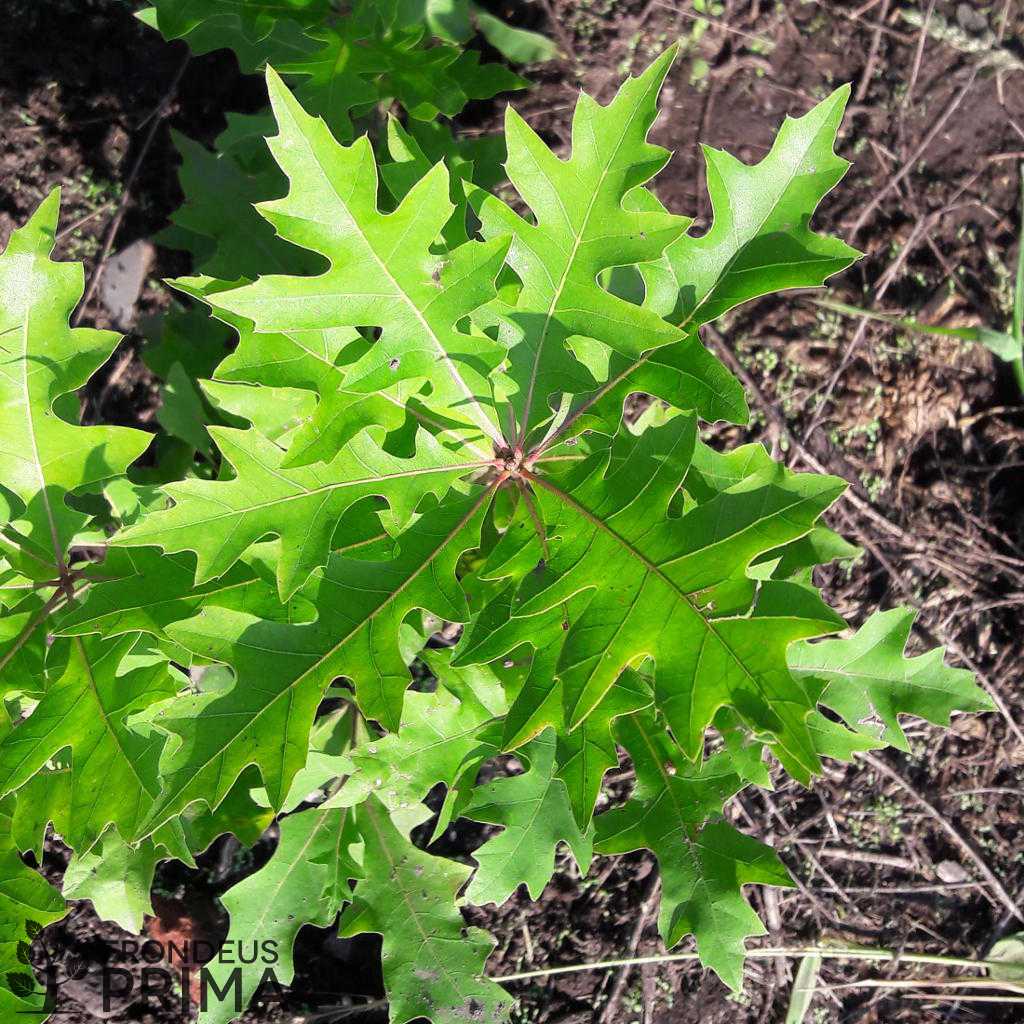 Amerikai mocsártölgy