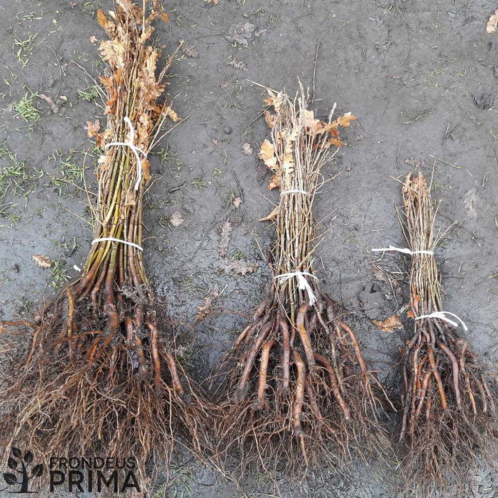 Csertölgy kötegek 2017 tavaszán