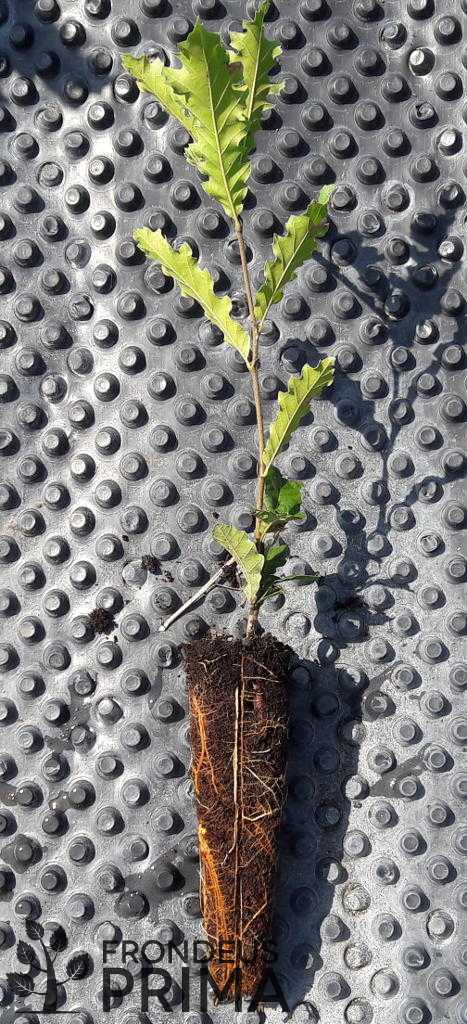 Csertölgy kötegek 2016 tavaszán