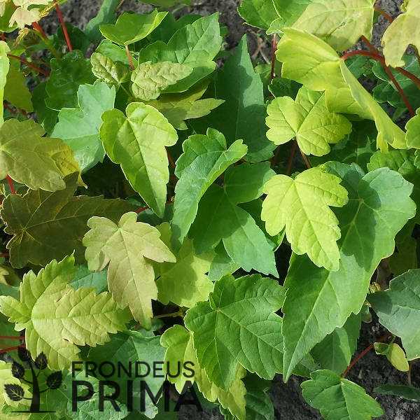 Hegyi juhar csemete fóliakonténerben