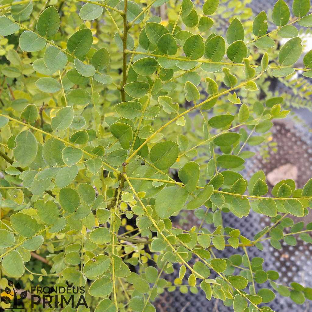 Japánakác palántázó tálcában nevelt konténeres csemete