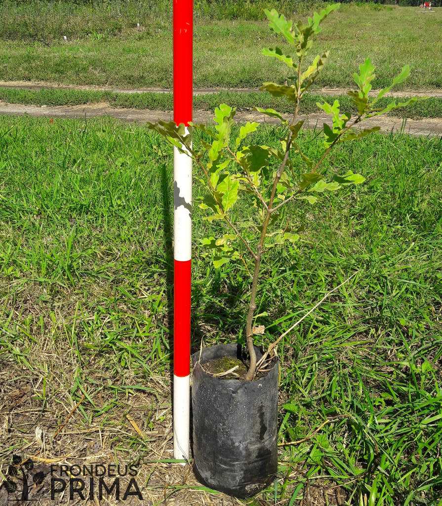 Kocsányos tölgy konténeres csemete