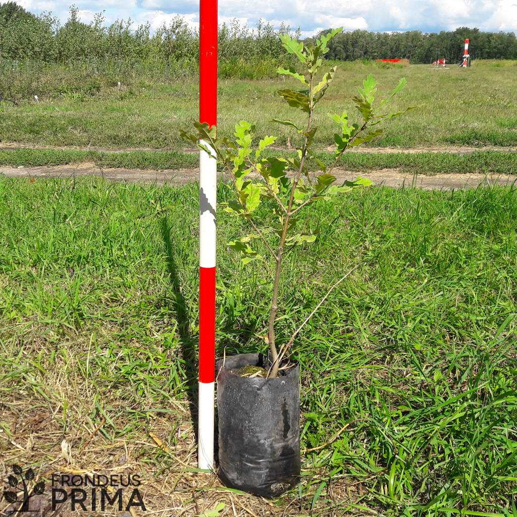 Kocsányos tölgy konténeres csemete