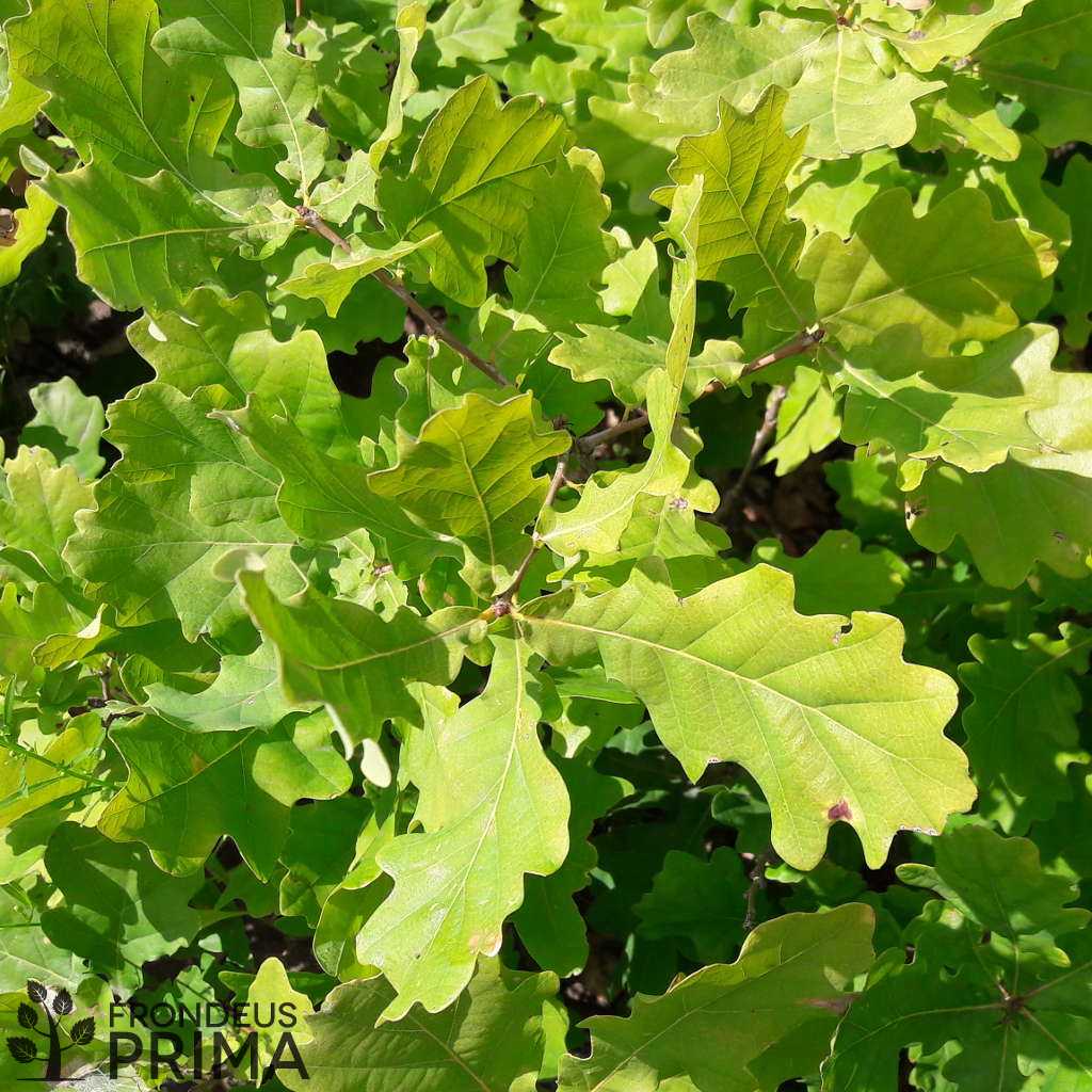 Kocsányos tölgy csemete