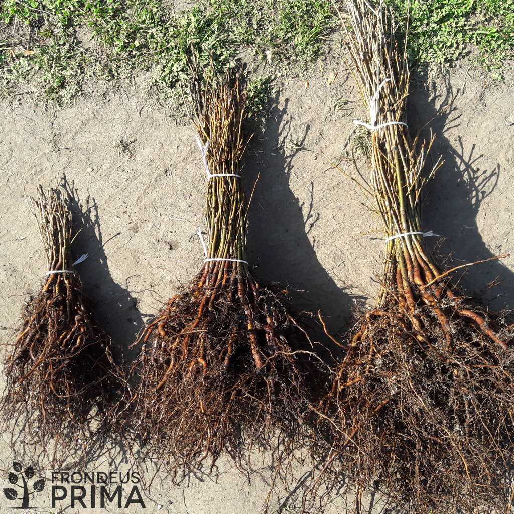 Kocsányos tölgy csemete