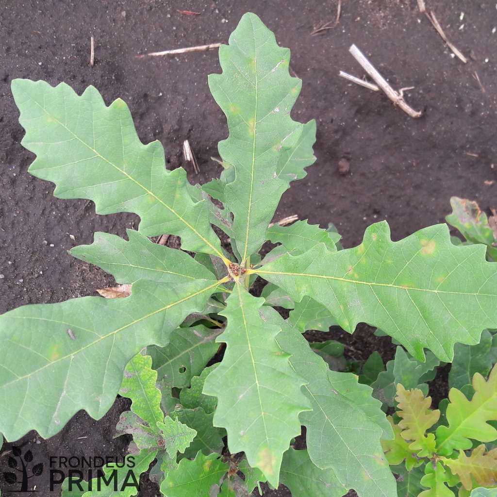 Kocsánytalan tölgy ágyások 2017 nyarán