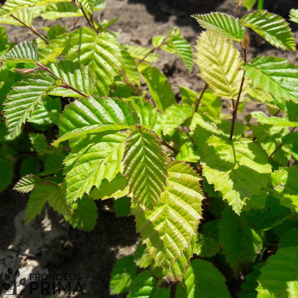 Közönséges gyertyán