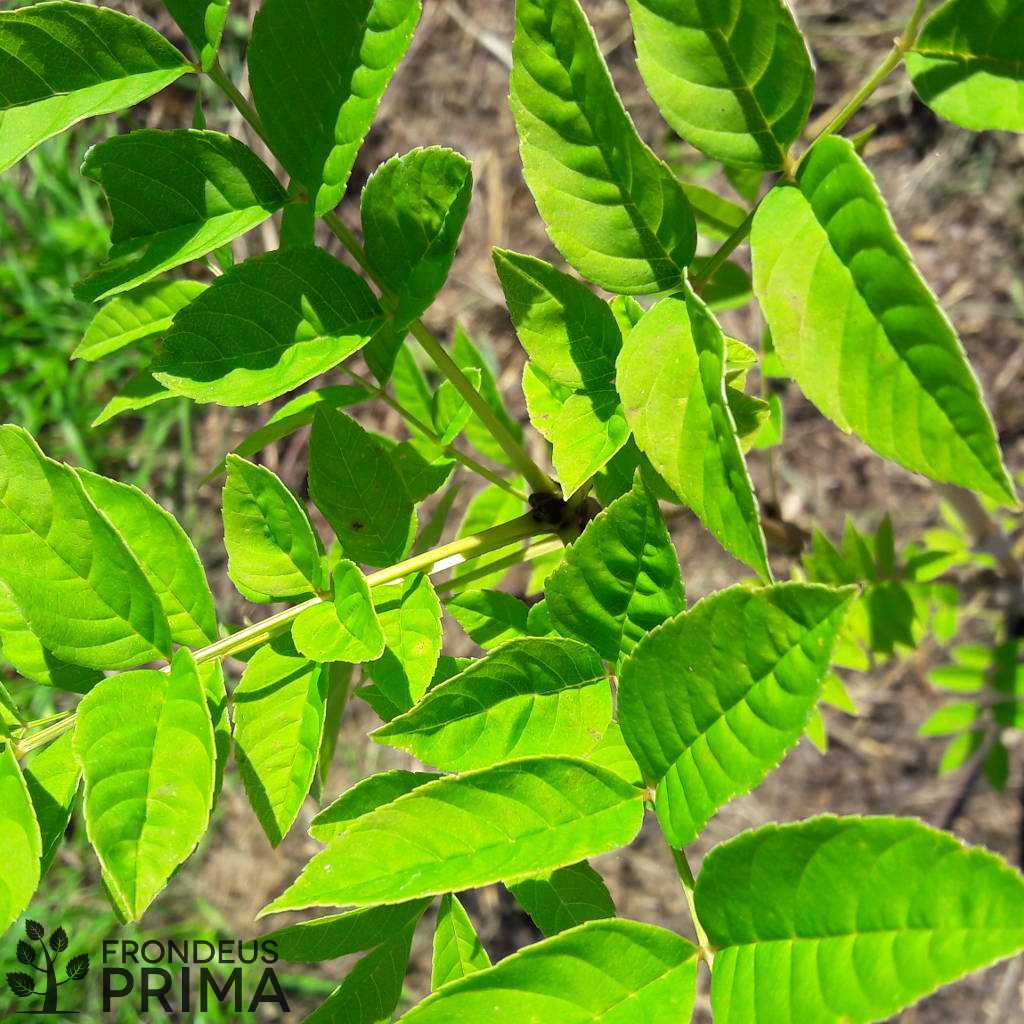 Magas kőris 4,7L konténeres csemete