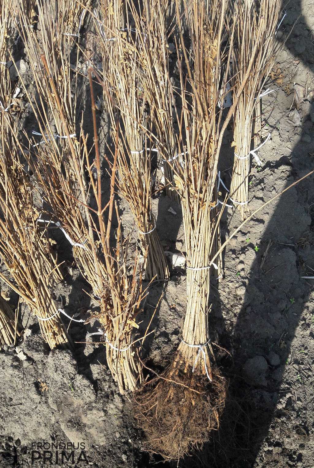 Mezei juhar kötegek 2017 tavaszán