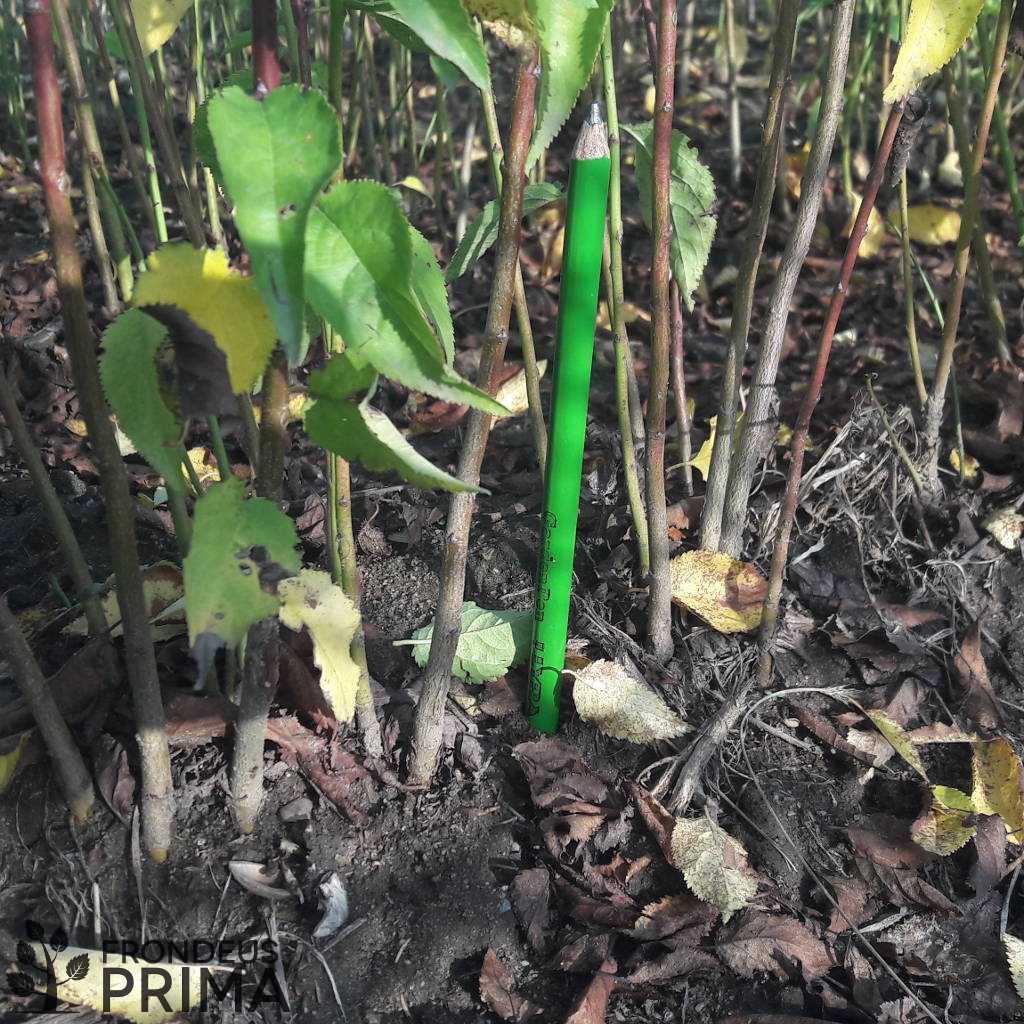 2 éves mirabolán szilva gyökfői