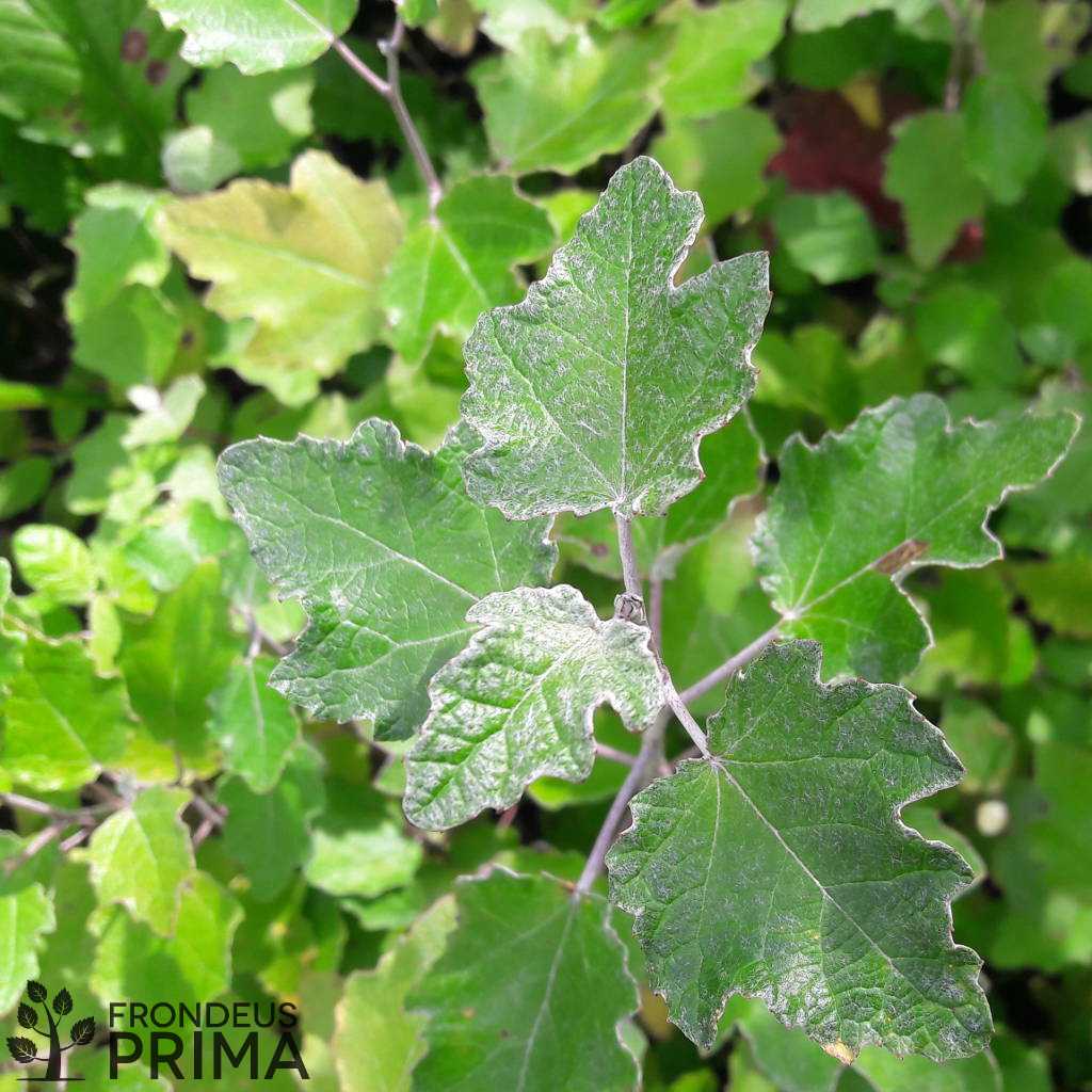 Szürke nyár konténeres csemete