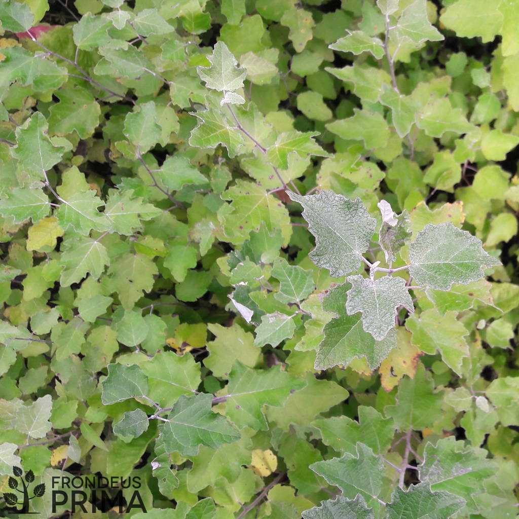 Szürke nyár tálcás csemete