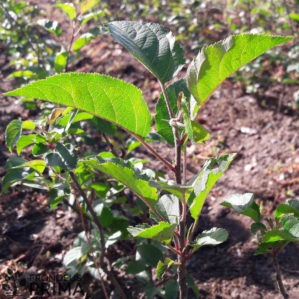 vadalma iskolázott csemete