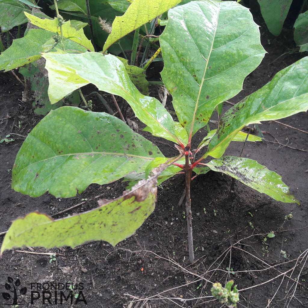 Vörös tölgy kötegben